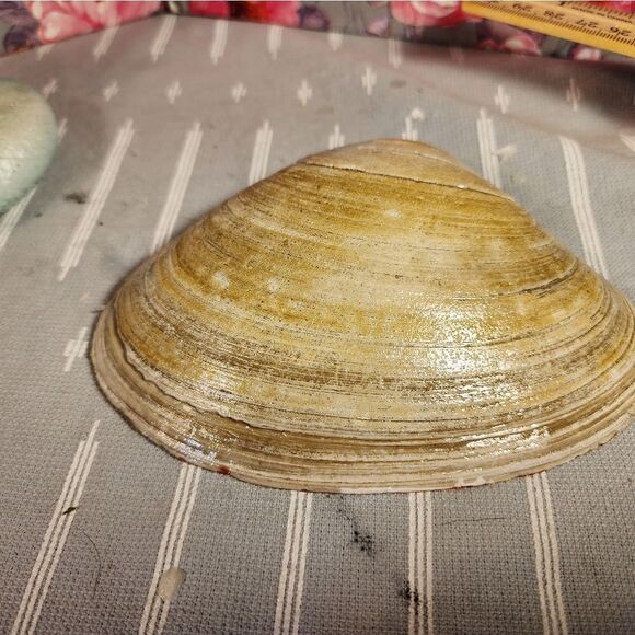 DECOUPAGE CLAM SHELL DECOUPAGE SANTA CLAUS 🧑🎄 ON A CLAM SHELL TRINKET DISH - Picture 11 of 11